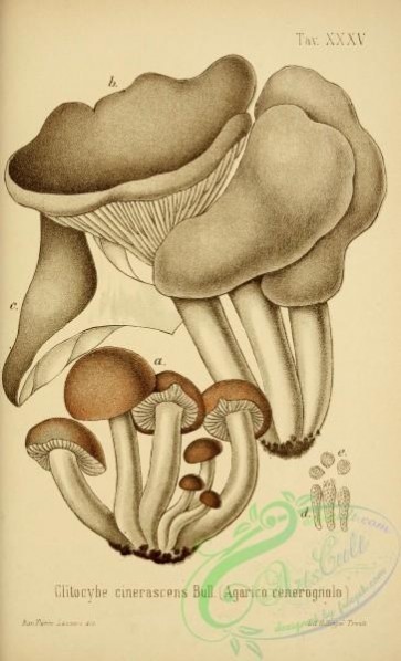 mushrooms-00035 - clitocybe cinerascens [2447x4023]