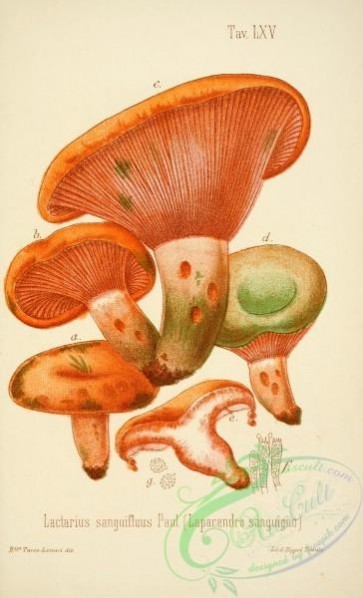 mushrooms-00061 - lactarius sanguifluus [2447x4023]