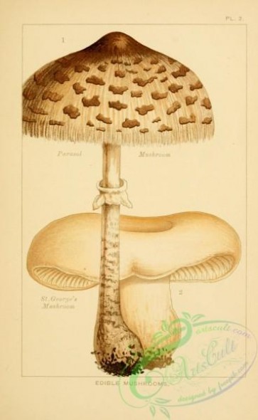 mushrooms-00290 - Parasol Mushroom, St George's Mushroom [1999x3243]