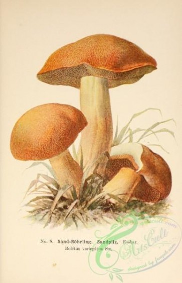 mushrooms-00317 - boletus variegatus [2338x3617]