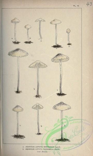 mushrooms-00483 - agaricus (lepiota) seminudus, agaricus (lepiota) bucknelli [2070x3448]