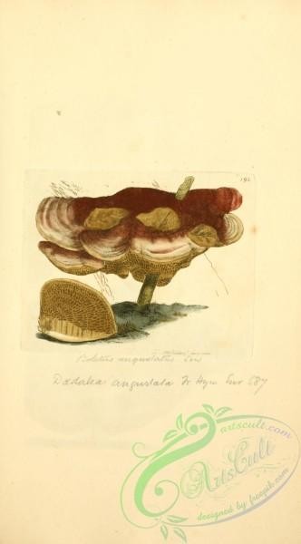 mushrooms-00767 - 193-boletus angustatus [1921x3466]
