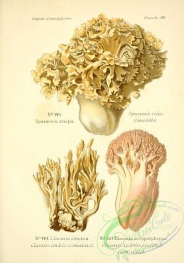 mushrooms-01211 - sparassis crispa, clavaria cinerea, clavaria acroporphyrea [2281x3251]