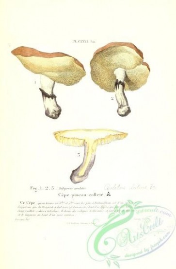 mushrooms-01495 - 166b-boletus luteus [2580x3921]