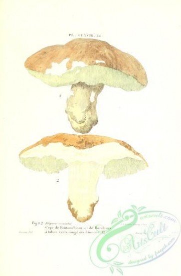 mushrooms-01498 - 168b-boletus edulis [2580x3921]