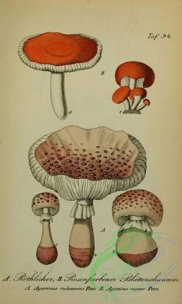 mushrooms-02418 - agaricus rubescens, agaricus roseus [1883x3131]