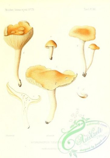 mushrooms-02553 - hygrophorus nemoreus [2431x3471]