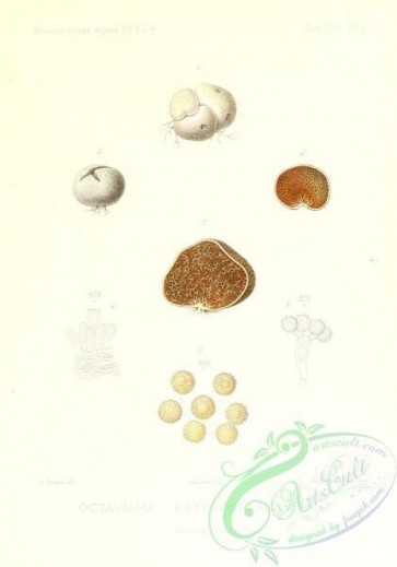 mushrooms-02614 - octaviana asterosperma [2431x3471]