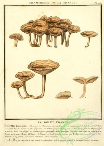 mushrooms-03319 - boletus fimbriatus [1851x2591]