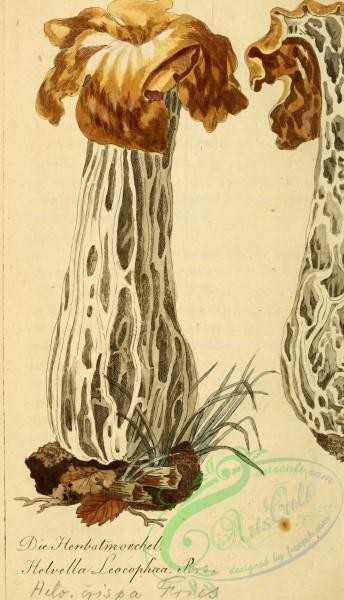 mushrooms-03523 - helvella leocophaea [1916x3337]