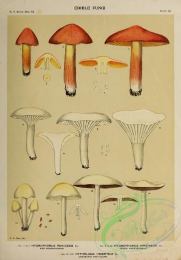 mushrooms-04945 - Red Hygrophorus, White Hygrophorus, Uncertain Hypholoma, hygrophorus puniceus, hygrophorus virgineus, hypholoma incertum [2828x4051]