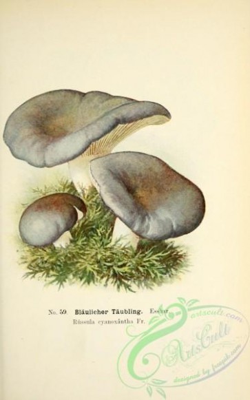 mushrooms-05507 - 037-russula cyanoxantha