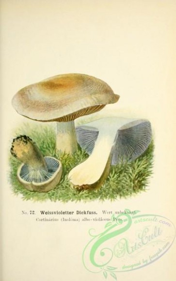 mushrooms-05518 - 048-cortinarius (inoloma) albo-violaceus