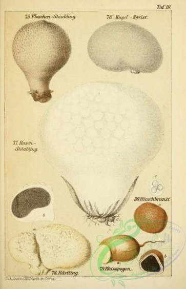 mushrooms-06007 - lycoperdon bovista, lycoperdon giganteum, elaphomyces granulatus, scleroderma aurantiacum, rhizopogon rubescens