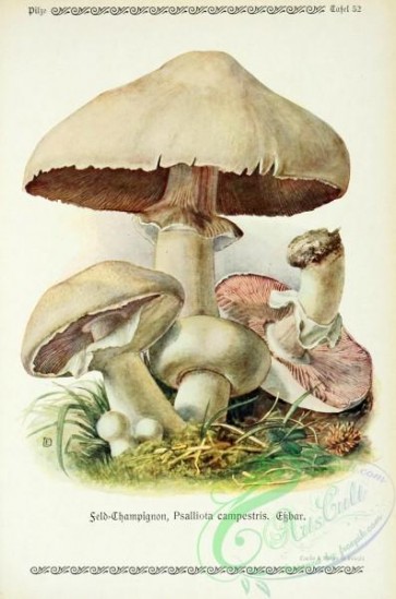 mushrooms-06275 - psalliota campestris