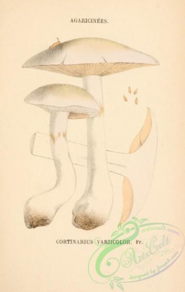 mushrooms-06356 - cortinarius variicolor