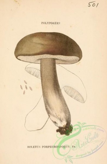 mushrooms-06405 - boletus porphyrosporus