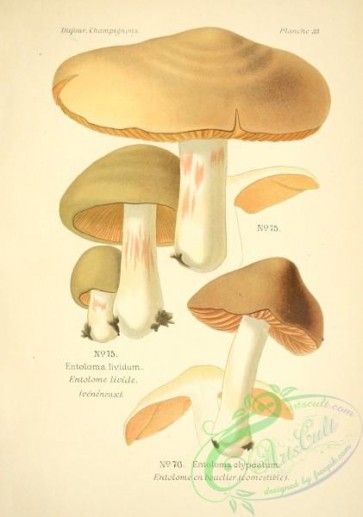 mushrooms-06535 - entoloma lividum, entoloma clypeatum