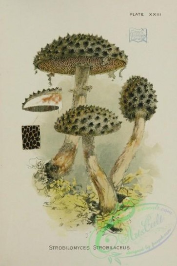 mushrooms-07211 - strobilomyces strobilaceus
