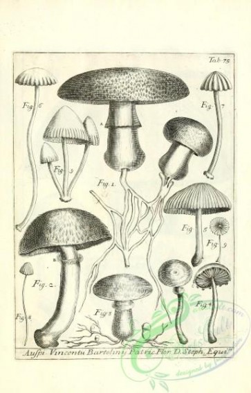 mushrooms-07671 - 142