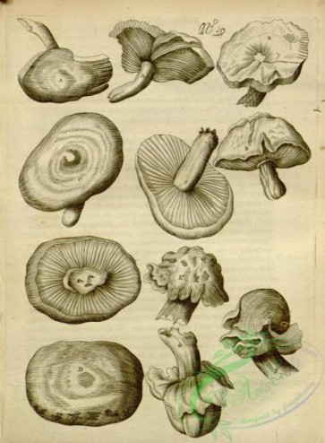 mushrooms-07717 - 188