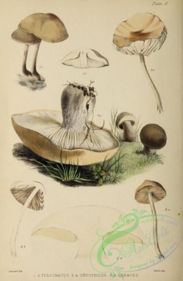 mushrooms-08003 - 009-agaricus personatus, agaricus dryophilus, agaricus oreades