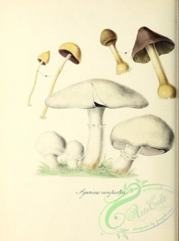 mushrooms-08016 - agaricus campestris