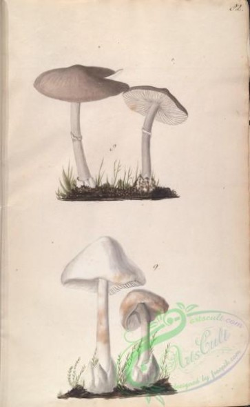 mushrooms-08021 - 082-amanita porphyria, amanita bulbosa