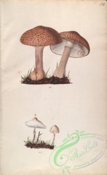 mushrooms-08023 - 084-lepiota colubrinus, lepiota cristatus