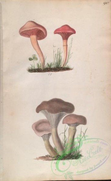mushrooms-08029 - 090-cortinaria gomphus, cortinaria viscida