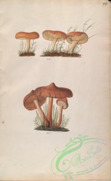 mushrooms-08038 - 099-cortinaria flavida, cortinaria armeniaca
