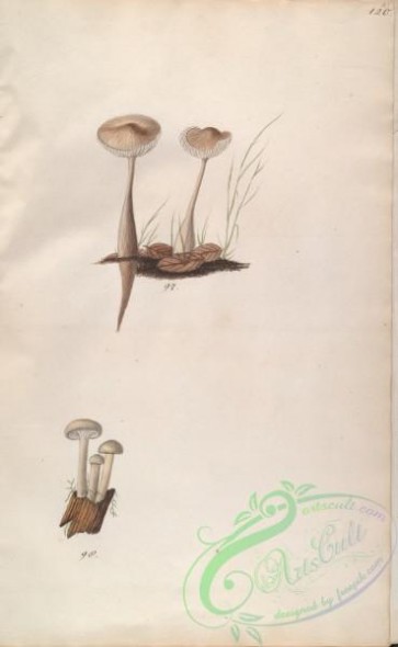 mushrooms-08059 - 120-gymnopus radicatus, gymnopus lignatilis