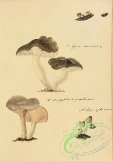 mushrooms-08160 - gymnopus atroviridis, lactifluus pallidus