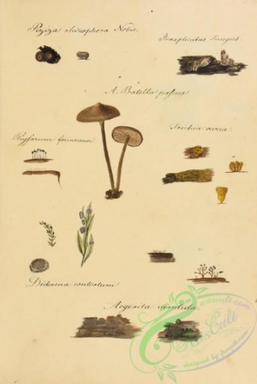 mushrooms-08188 - pratella pascua