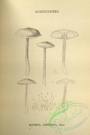 mushrooms-08875 - 203-mycena janthina