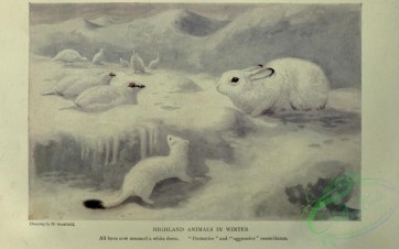 nature_and_art-00020 - 003-Highland animals in winter