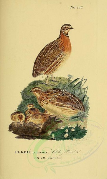 nestlings-00022 - Common Quail [1946x3270]