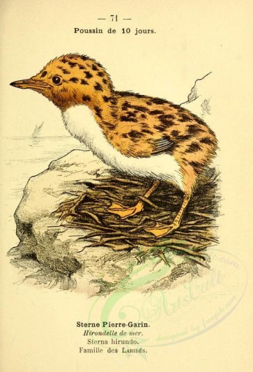 nestlings-00221 - Common Tern [1980x2905]