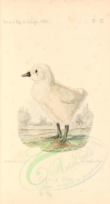 nestlings-00282 - Mute Swan [1777x3291]