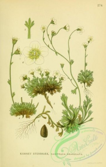 nordens_flora-00481 - saxifraga granulata
