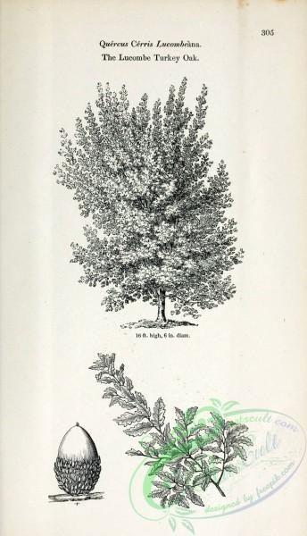 oak_quercus-00201 - Lucombe Turkey Oak [2407x4197]
