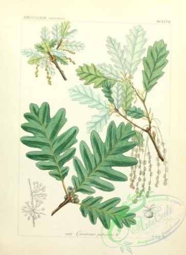 oak_quercus-00252 - quercus pubescens [2184x2996]