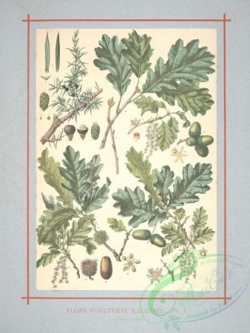 oak_quercus-00269 - juniperus communis, quercus robur, quercus pedunculata, quercus cerris [2424x3218]