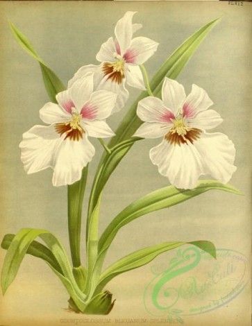 odontoglossum-00199 - odontoglossum bleuanum splendens