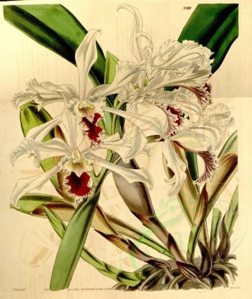 orchids-01192 - Sophronitis crispa (as Cattleya crispa) [3424x4054]