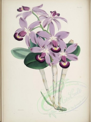 orchids-01557 - cattleya superba [3870x5163]