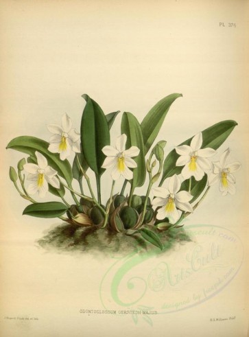 orchids-02468 - odontoglossum oerstedii majus [3397x4588]