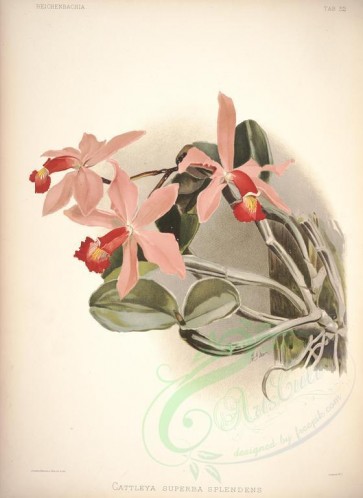 orchids-02730 - cattleya superba splendens [4500x6170]