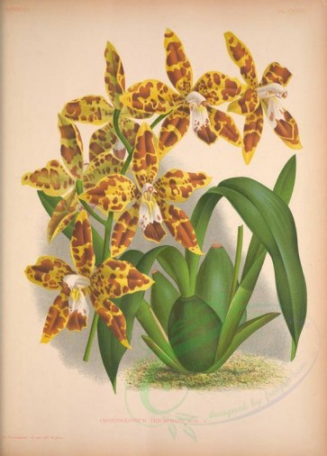 orchids-03229 - odontoglossum triumphans [3865x5378]