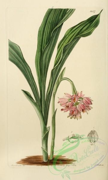 orchids-03629 - 1687-geodorum fucatum, Painted Geodorum [2125x3534]